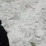 Hádanka pre tých, ktorí majú výborný zrak: musíte nájsť psa
